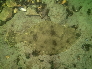 Summer Flounder