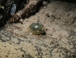 Acute Bladder Snail