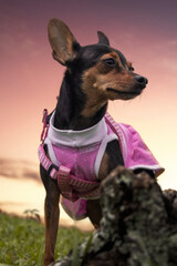 HDR portrait of a pinscher breed dog wearing pink clothes and standing with the sunset in the background