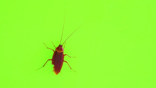 Big cockroach on a green background