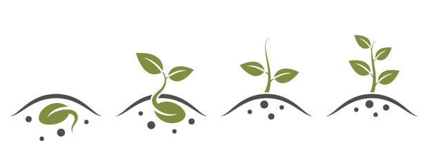 Fototapeta na wymiar Plant growth from seed to tree. plant sprout icons. seed germination and planting symbol