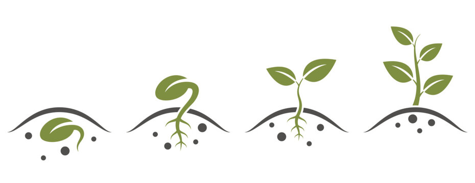 sprout growing icon set. Plant growth from seed to tree. seed germination, planting and seedling symbol