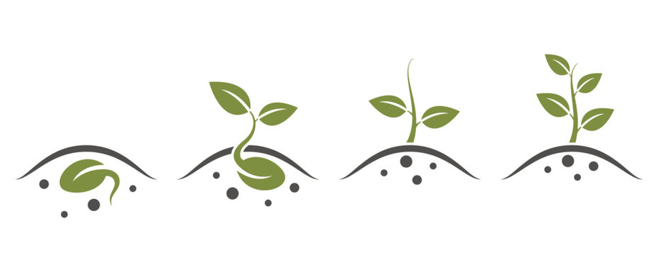 Plant Growth From Seed To Tree. Plant Sprout Icons. Seed Germination And Planting Symbol