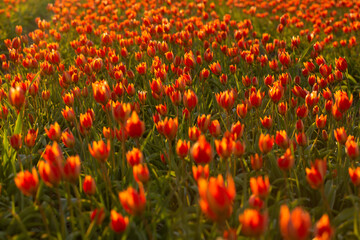 Colourful Bulbfields in spring 