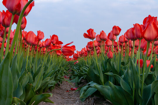 Colourful Bulbfields in spring 