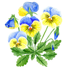  Isolated object-90. Pansy flowers, blue and yellow colours, isolated on white background. Hand drawn watercolour illustration.
