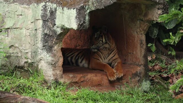 selective focus of Sumatran tiger Panthera tigris sumatrae
who is sleeping