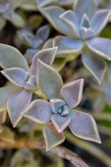 Detail of mother of pearl plant (Graptopetalum paraguayense).