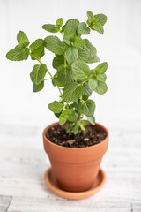 Mint in terracotta pot on white hardwood floor and white background