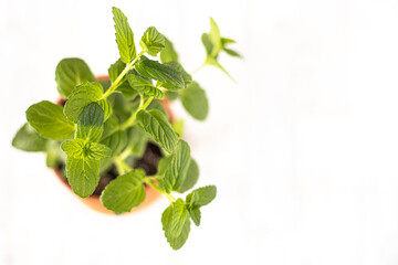 Overhead shot of Mint in terracotta pot isolated on white background