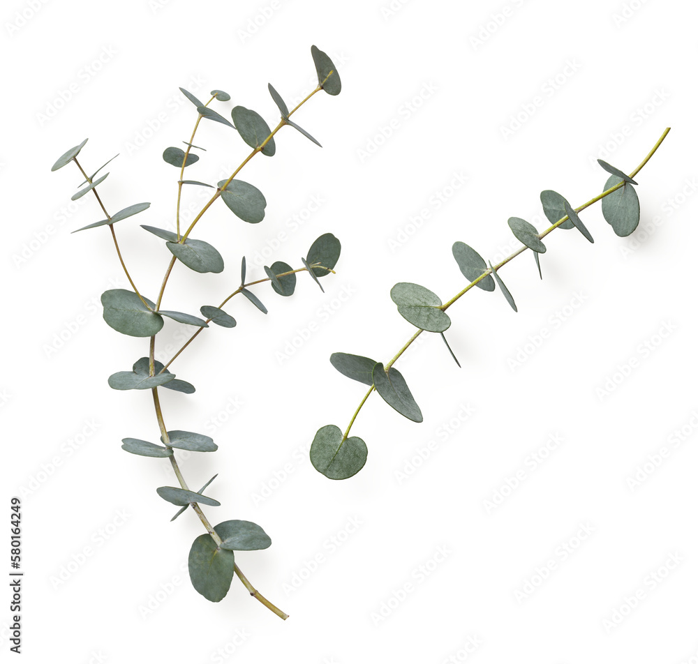 Wall mural two eucalyptus twigs isolated over a transparent background, natural design elements or props for fl