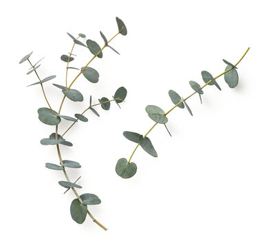 two eucalyptus twigs isolated over a transparent background, natural design elements or props for flatlays and digital floristry, top view / flat lay
