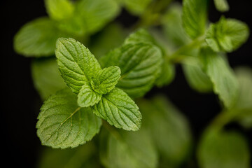 Mint leaves upclose, macro on black background