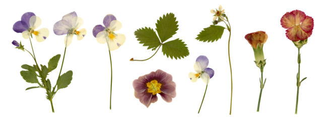 collection of pressed dry garden flowers and leaves (1), decorative gardening, wedding or herbarium design elements isolated over a transparent background