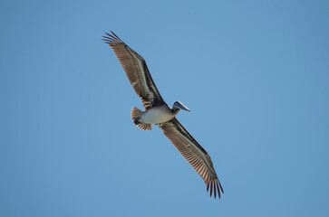 Brown Pelican