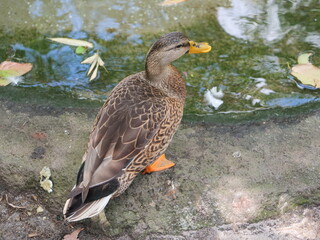 Duck sits next to a pond