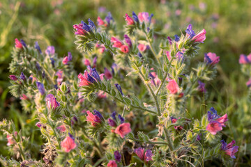 Echium plantagineum is in the rays of setting sun near the Mediterranean Sea. Flora of Israel.