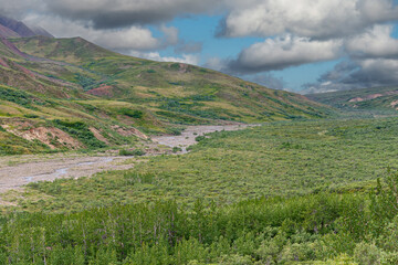 Denali Park, Alaska, USA - July 25, 2011: Wide landscape along meandering pebbled river bed with green covered mountain flanks and forested valley bottom under blue cloudscape