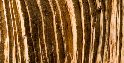 beautiful close-up of a natural wooden surface