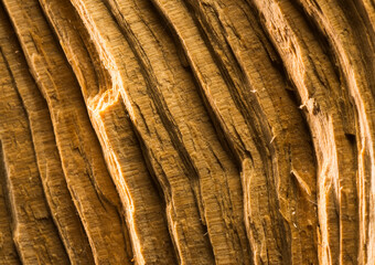 beautiful close-up of a natural wooden surface