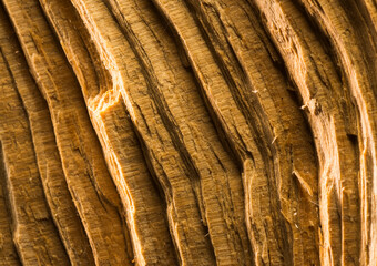 beautiful close-up of a natural wooden surface