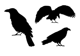 raven, crown silhouette - isolated - vector illustration