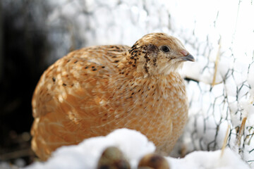 species appropriate Japan quail laying hens husbandry in the open field
