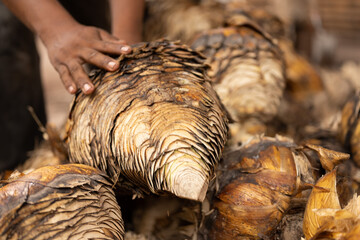 Proceso de sotol, piñas