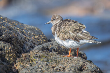 Ruddy Turnstone (Arenaria interpres) is a small wading bird, one of two species of turnstone in the genus Arenaria in Lanzarote.