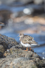Ruddy Turnstone (Arenaria interpres) is a small wading bird, one of two species of turnstone in the genus Arenaria in Lanzarote.