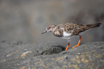 Ruddy Turnstone (Arenaria interpres) is a small wading bird, one of two species of turnstone in the genus Arenaria in Lanzarote.