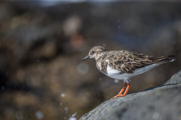 Ruddy Turnstone (Arenaria interpres) is a small wading bird, one of two species of turnstone in the genus Arenaria in Lanzarote.