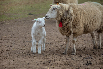 Spring lamb. Sheep in field with its new born lamb