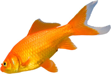 Goldfish that has decided it is time to leave