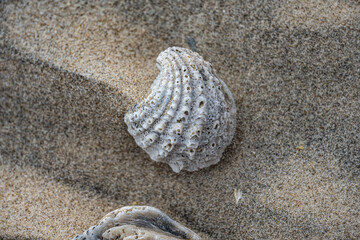 seashell on the beach