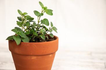 Obraz premium Oregano plant in terracotta pot set to the left, in front of a white background