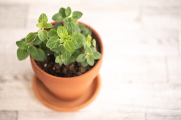 Oregano herb in terracotta pot, looking down on white background, isolated