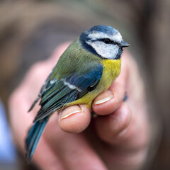 Close up of a blue tit held in the hand. Conservation ringing.