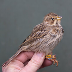 Corn bunting hand held wild bird