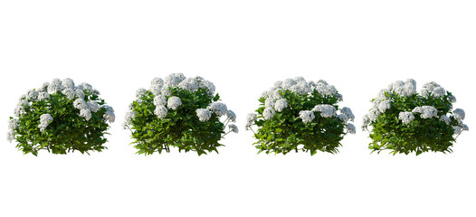 Set of hydrangea arborescens annabelle bush shrub isolated png on a transparent background...