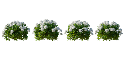 Hydrangea arborescens annabelle bush shrub isolated png on a transparent background premium cutout 