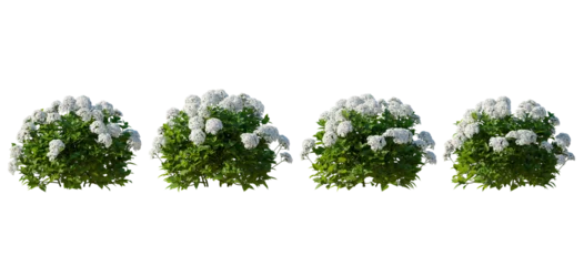 Keuken spatwand met foto Set of hydrangea arborescens annabelle bush shrub isolated png on a transparent background perfectly cutout  © Roman
