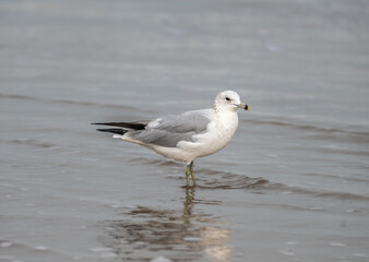 seagull on the beach