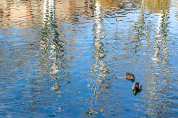 Reflection of trees in the pond of a park