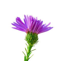 beautiful purple flower isolated on white background. Side view.