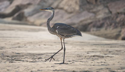 grey heron ardea cinerea