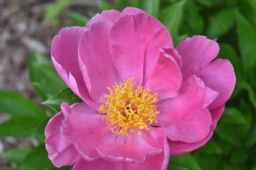Pink flower in sunlight 
