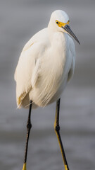 Snowy Egret close-up