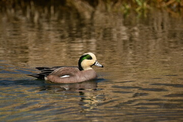 American Wigeon Male
