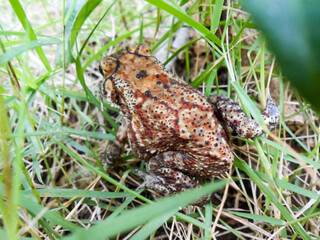 A beautiful huge frog on the grass. A beautiful huge frog on the grass. Its colors are vibrant in shades of brown and orange with black and white streaks.